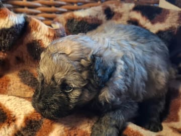 Puli · Trelleborg · Xaida'z kennel