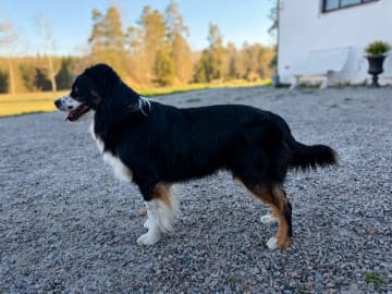 Miniature american shepherd · Åkersberga · Nordic Shepherds