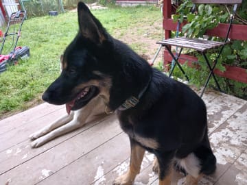 Sibirian husky- Schäfer · Sollefteå · Kenneth J.