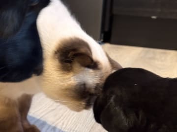 Labrador retriever · Rakkestad · Nina F.