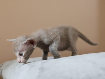 Oriental Adore Cattery