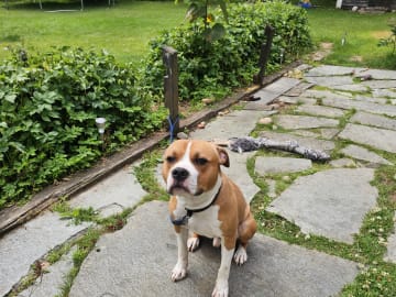 American Staffordshire Terrier · Ljung · Robin L.