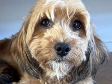 Bichon havanais · Aalborg · Silketottens