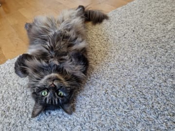 Maine Coon · Vallentuna · Ulrika D.