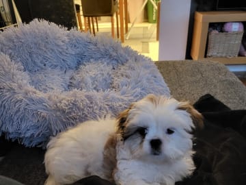 My Sweet Monster