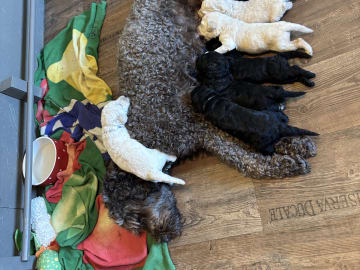 Goldendoodle · Västerlanda · Lugnets kennel