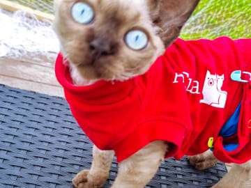 Devon Rex · Hell · No*Onyx Blue Diamond