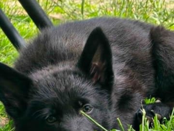 Schäferhund · Vallåkra · Incidents