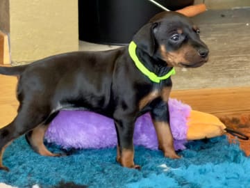 Manchesterterrier · Rennesøy · WestChester Kennel