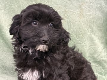 Havapoo · Vena · Berrys Kennel & Beko