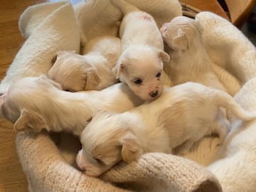 Havanese · Borre · Fra Lærkelyst