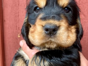 Cocker spaniel · Boxholm · Coxica’s kennel