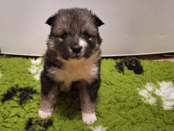 Finsk lapphund · Klässbol · Fairdogs