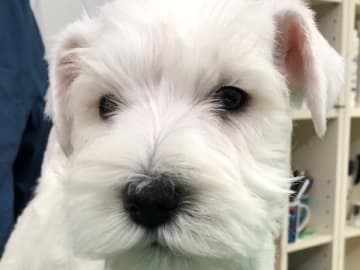 Dvärgschnauzer