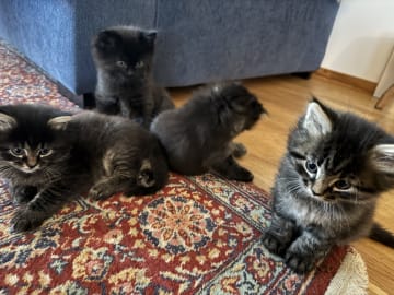 50 % sibirisk katt · Frösön · Karolin H.