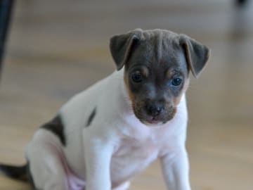 Terrier brasileiro · Åkersberga · Itanema