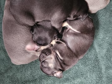 French Bulldog · Munka-ljungby · Skogslyckan