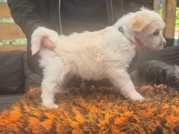 Chinese crested dog · Lesjöfors · av Da Mia Cuccia