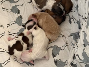 Bichon havanais · Præstø · Cuba Duba's