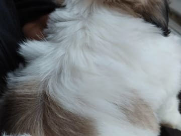Shih tzu · Linköping · David K.