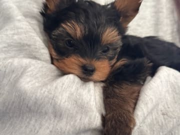 Yorkshireterrier · Sandefjord · Aleksandra