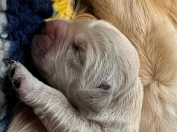 Golden Retriever · Erdal · Glitrevarden