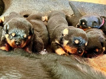 Rottweiler · Torna-Hällestad · Mc Kia
