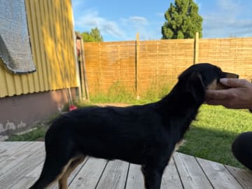 Perro sin pelo del perú · Färnäs · Nakku Rakkans
