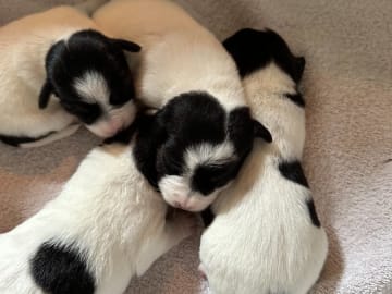 Jack Russell terrier · Knivsta · Limelight Kennels