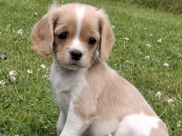 Cavapoo · Virsbo · Malin A.