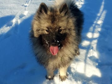 Keeshond