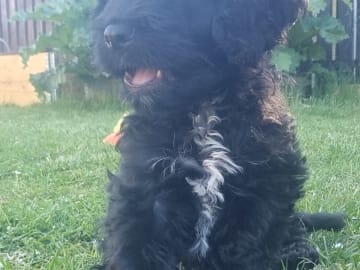Cockerpoo · Staffanstorp · Hanna M.