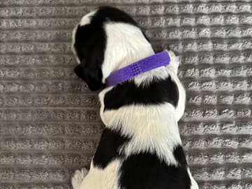 Cocker Spaniel · Hallstavik · Passion Spaniels