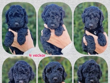 Double Doodle · Borås · Smith Labradoodles