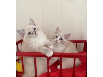 Ragdoll · Svalöv · SE*Lovella’s