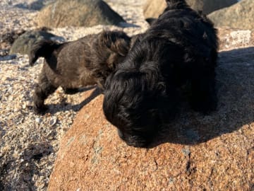 Maltipoo · Kirkholt · Ellinor C.