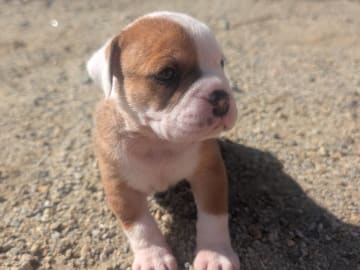 Continental Bulldog · öjebyn · Bennstaff