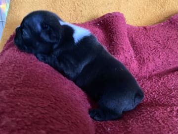 Fransk bulldogg · östervåla · Dexline's