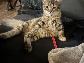 Sibirisk katt · Årsunda · William A.