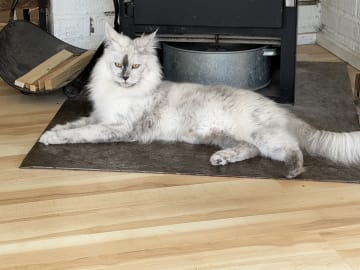 Höjden’s Lynx