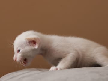 Oriental Adore Cattery