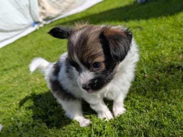 Papillon · Brastad · Bohusklippans