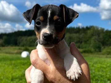 Dansk-svensk gårdshund · Älekulla · Lillhovens