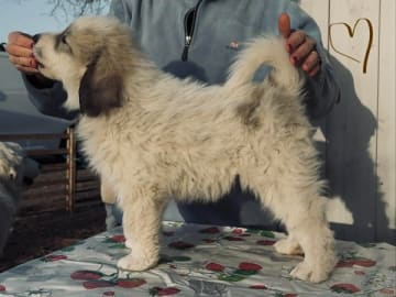 Pyreneerhund · Hörby · Perro Amado