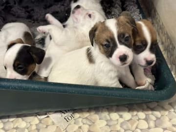 Limelight Kennels
