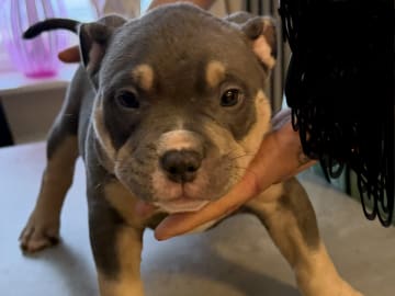 American Bully · Borås · Jasmine A.