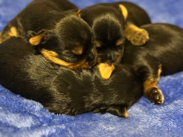 Yorkshireterrier · Valskog · Leximus