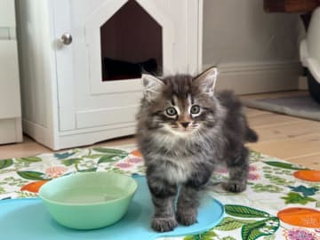 Sibirisk katt · Stockholm · Petit Pavot