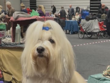 Bichon havanais · Fjärås · Kläppas