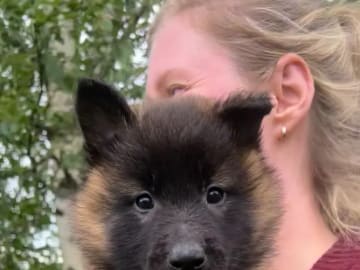 Belgisk vallhund – Groenendael · Hernes · Nangijala